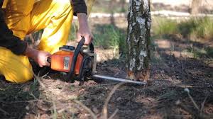 Best Stump Grinding and Removal  in Rkville, PA