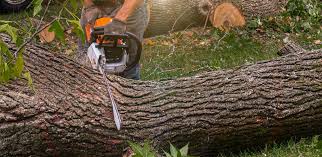 Best Firewood Processing and Delivery  in Rkville, PA