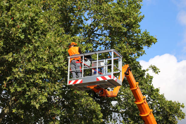 Best Commercial Tree Removal  in Rkville, PA