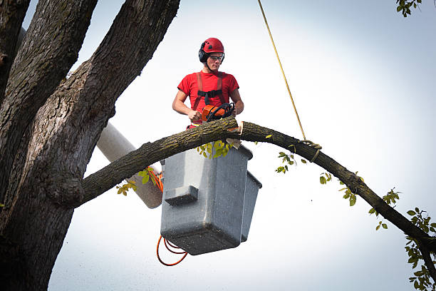 Best Hedge Trimming  in Rkville, PA