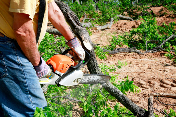 Best Tree Mulching Services  in Rkville, PA